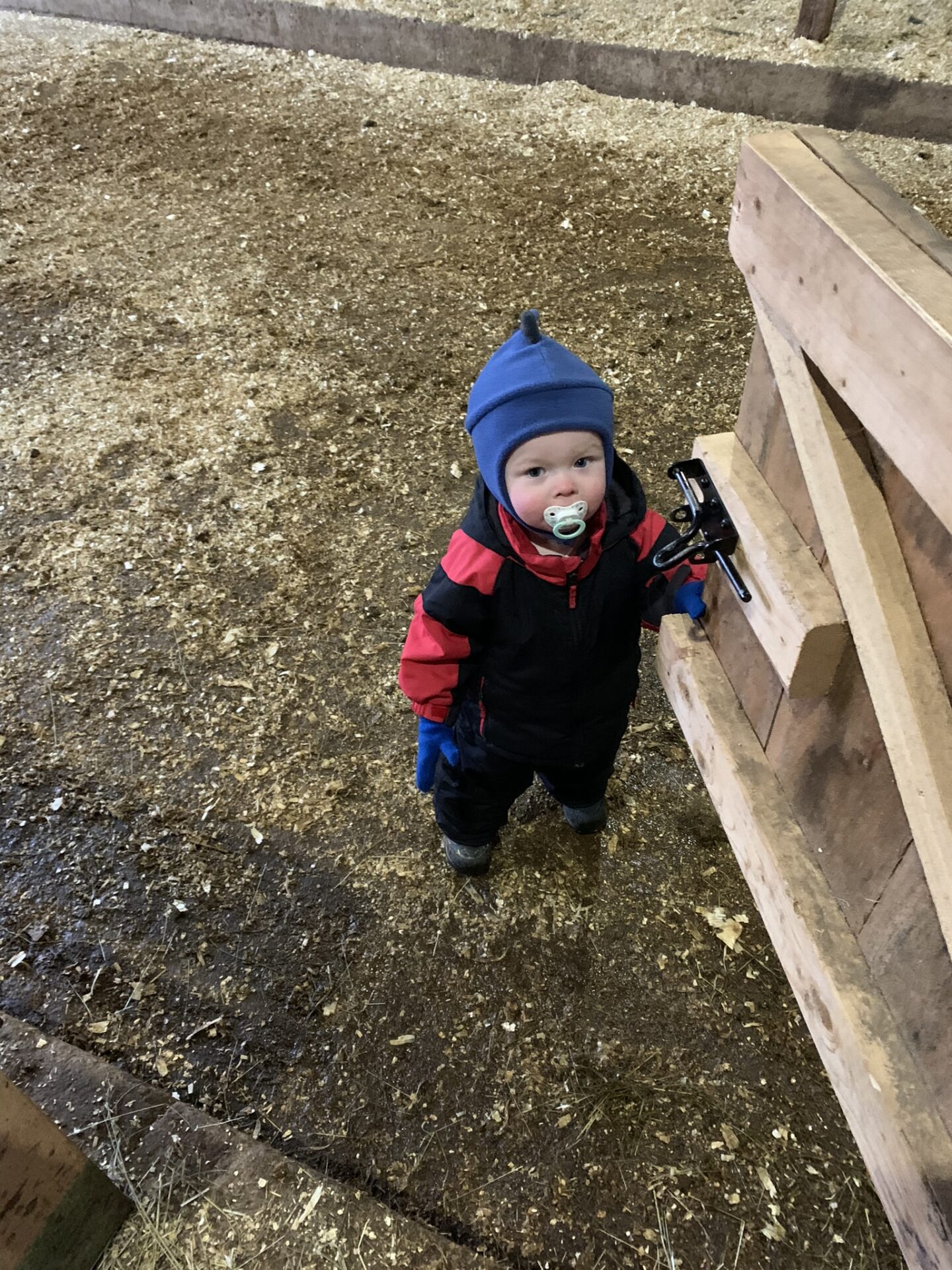 Jack helping his parents with the barn. He loves helping his mom and dad with the barn chores.